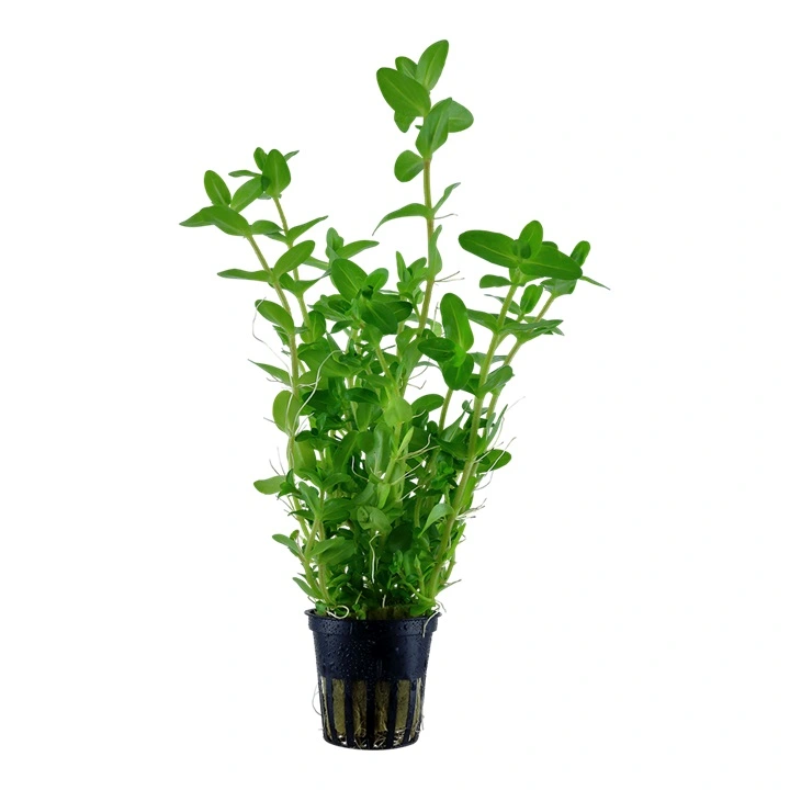 Tropica Akvarieplante i potte Bacopa caroliniana
